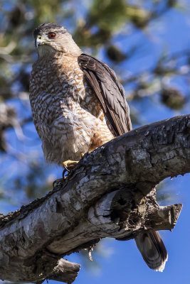 Cooper's Hawk