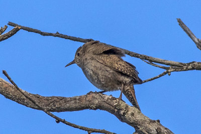 House Wren