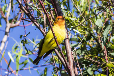 Western Tanager