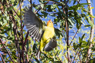 Western Tanager