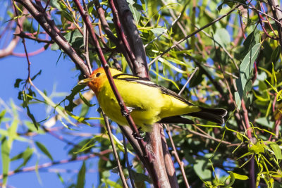 Western Tanager