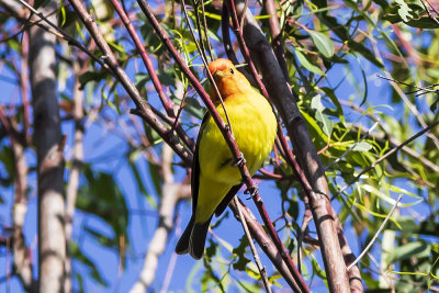 Western Tanager