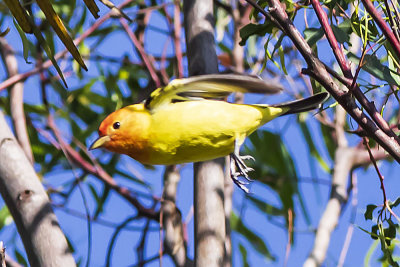 Western Tanager