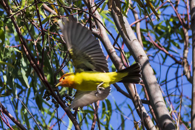 Western Tanager