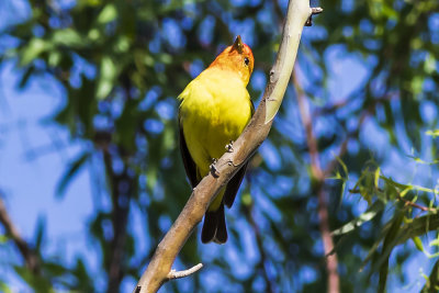 Western Tanager