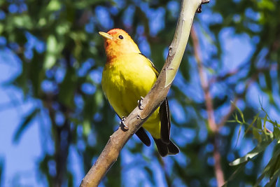 Western Tanager
