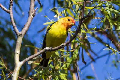 Western Tanager