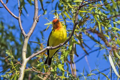 Western Tanager