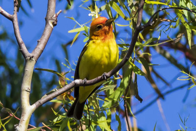 Western Tanager