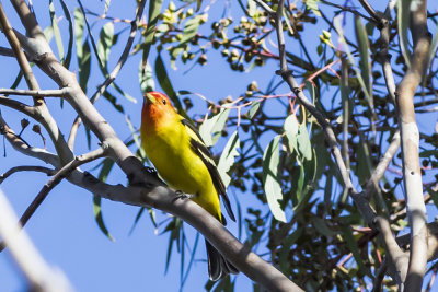 Western Tanager