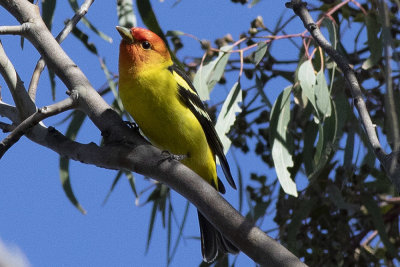 Western Tanager