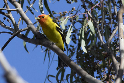 Western Tanager