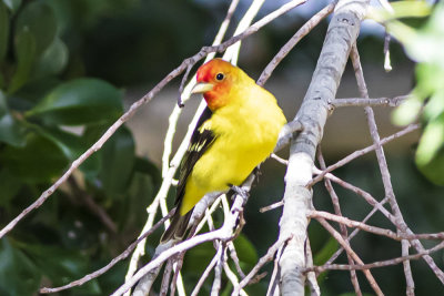 Western Tanager