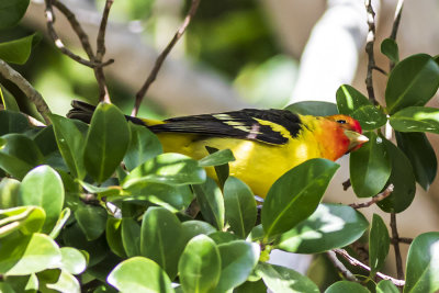 Western Tanager