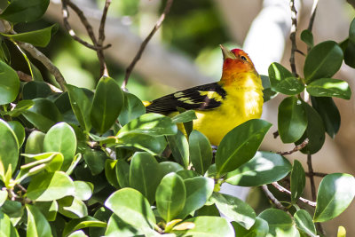 Western Tanager