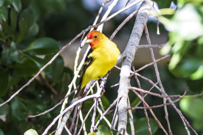 Western Tanager