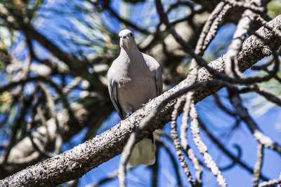 African Collard Dove