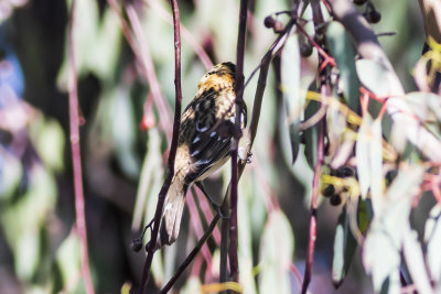 Black-headed Grosbeak