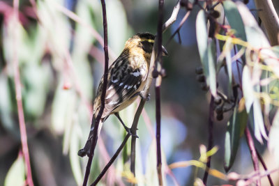 Black-headed Grosbeak