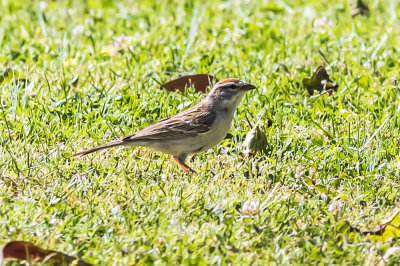 Chipping Sparrow