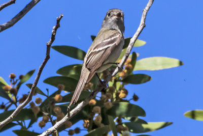 Hammond's Flycatcher