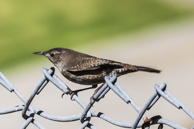 House Wren