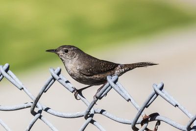 House Wren