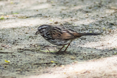 Song Sparrow