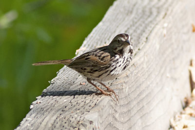 Song Sparrow