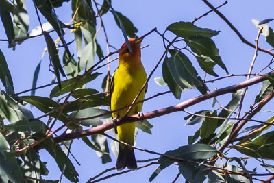 Western Tanager