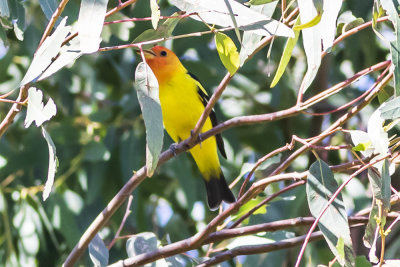 Western Tanager