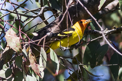 Western Tanager