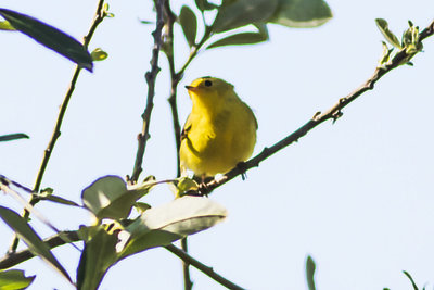 Wilson's Warbler