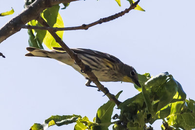 Yellow-rumped Warbler