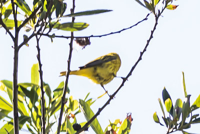 Yellow Warbler