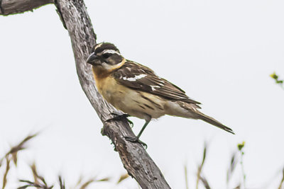 Black-headed Grosbeak