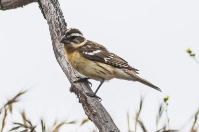 Black-headed Grosbeak