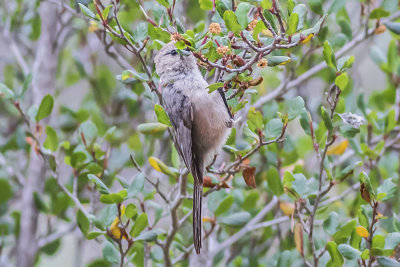 Bushtit