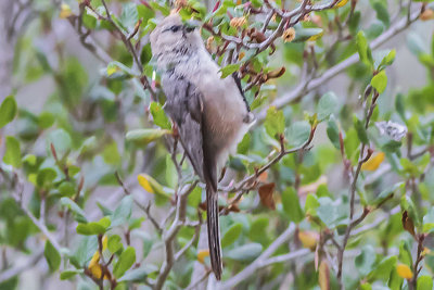 Bushtit