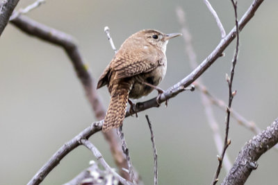 House Wren