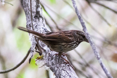 Song Sparrow