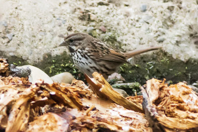 Song Sparrow