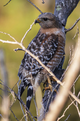 Red-shouldered Hawk