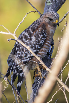 Red-shouldered Hawk
