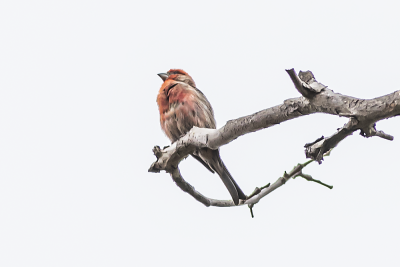 House Finch