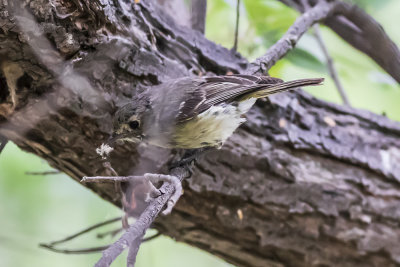 Hutton's Vireo