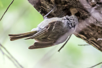 Hutton's Vireo