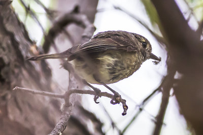 Hutton's Vireo