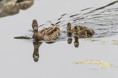 Mallard Ducks