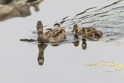 Mallard Ducks